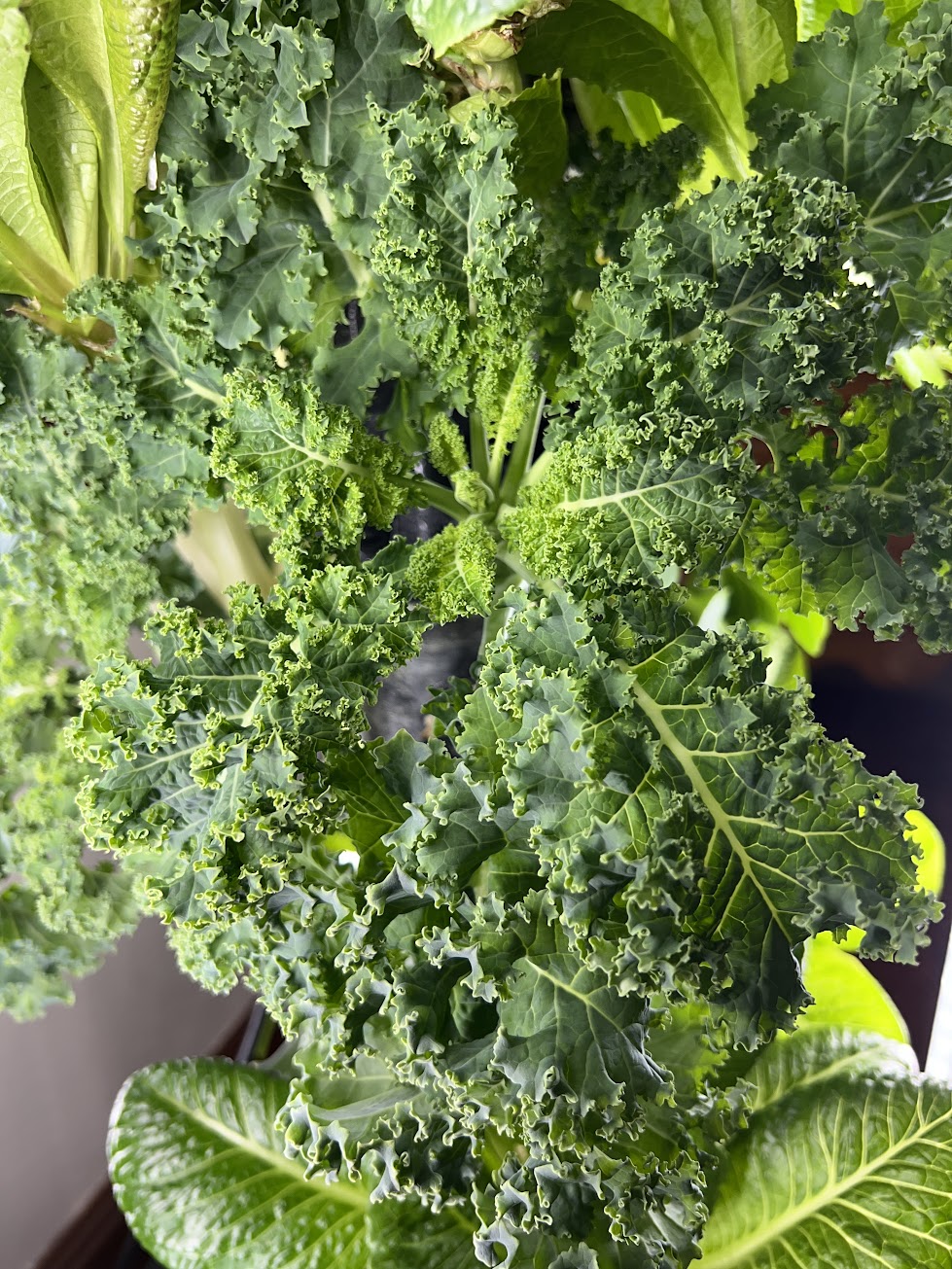 16 Variety Seed Sampler Tested for Hydroponic Gardening. A mix of colorful lettuces, herbs, dwarf tomatoes, and hard to find species!