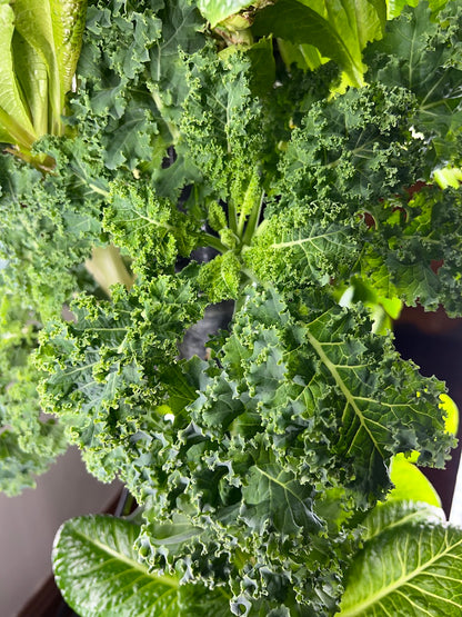 16 Variety Seed Sampler Tested for Hydroponic Gardening. A mix of colorful lettuces, herbs, dwarf tomatoes, and hard to find species!