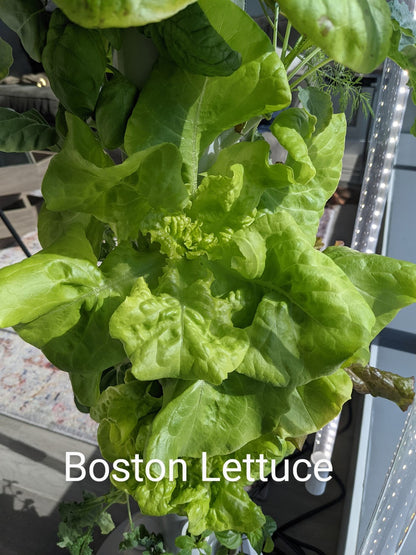 16 Variety Seed Sampler Tested for Hydroponic Gardening. A mix of colorful lettuces, herbs, dwarf tomatoes, and hard to find species!