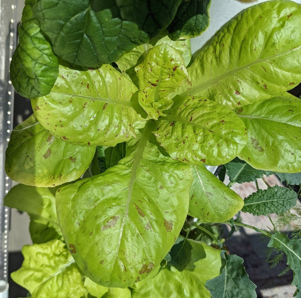 16 Variety Seed Sampler Tested for Hydroponic Gardening. A mix of colorful lettuces, herbs, dwarf tomatoes, and hard to find species!