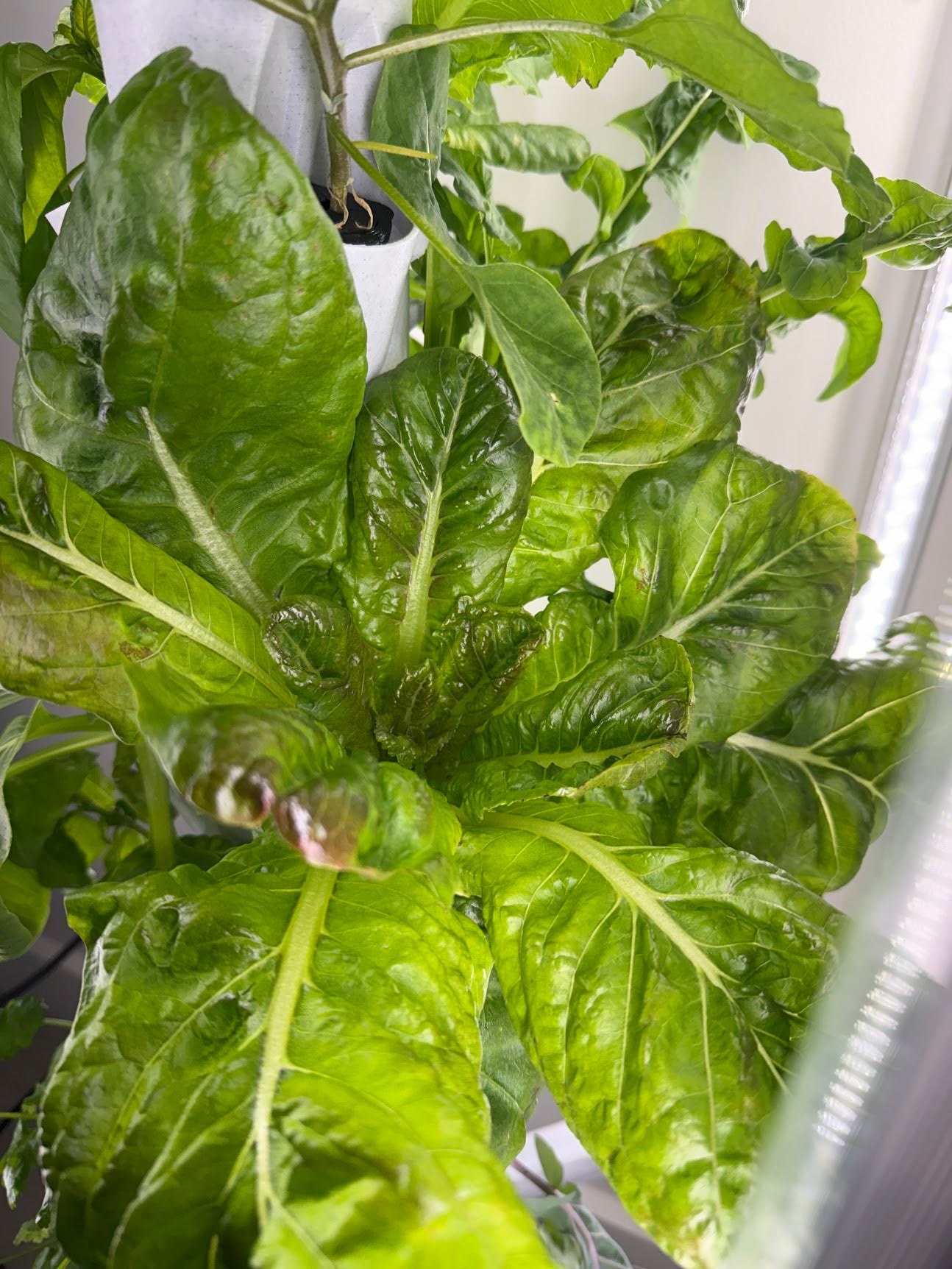 Model X Hydroponic Gardening Tower | The Hydro Tower®