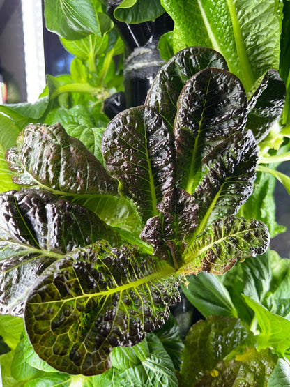 16 Variety Seed Sampler Tested for Hydroponic Gardening. A mix of colorful lettuces, herbs, dwarf tomatoes, and hard to find species!