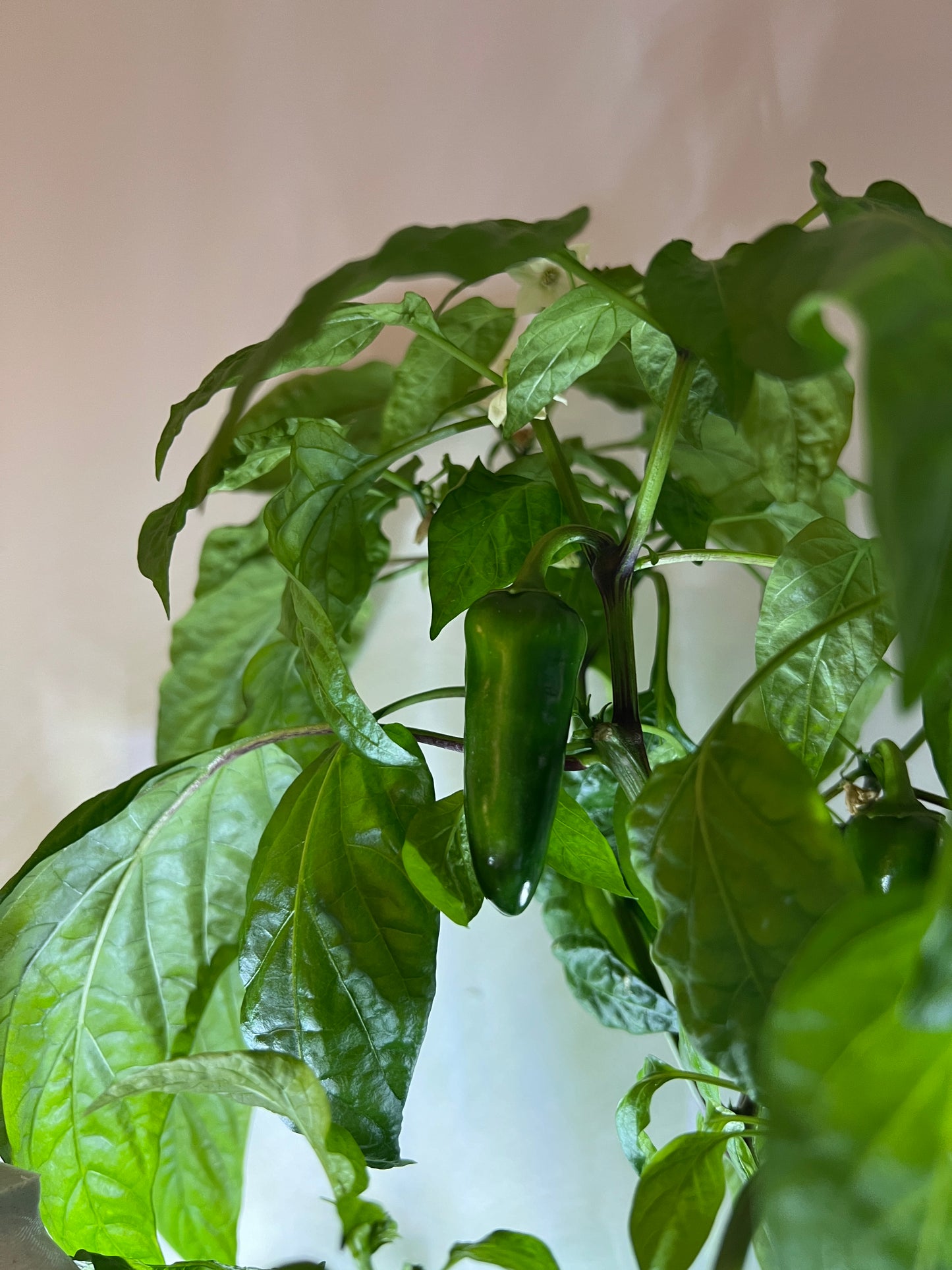 Model X Hydroponic Gardening Tower | The Hydro Tower®