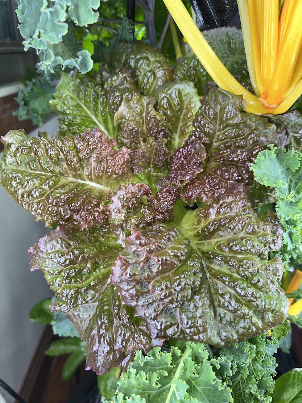 16 Variety Seed Sampler Tested for Hydroponic Gardening. A mix of colorful lettuces, herbs, dwarf tomatoes, and hard to find species!