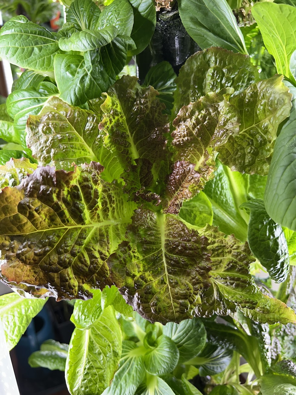 16 Variety Seed Sampler Tested for Hydroponic Gardening. A mix of colorful lettuces, herbs, dwarf tomatoes, and hard to find species!