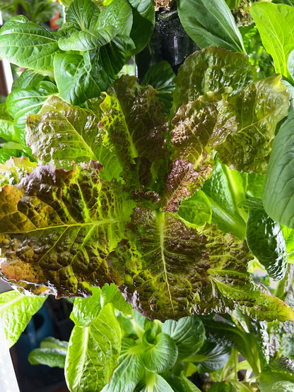 16 Variety Seed Sampler Tested for Hydroponic Gardening. A mix of colorful lettuces, herbs, dwarf tomatoes, and hard to find species!