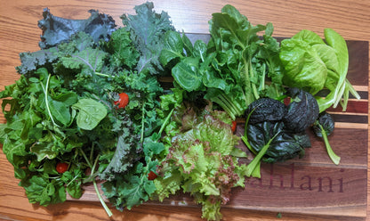 Model X Hydroponic Gardening Tower | The Hydro Tower®