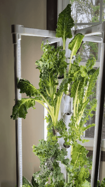 Model X Hydroponic Gardening Tower | The Hydro Tower®