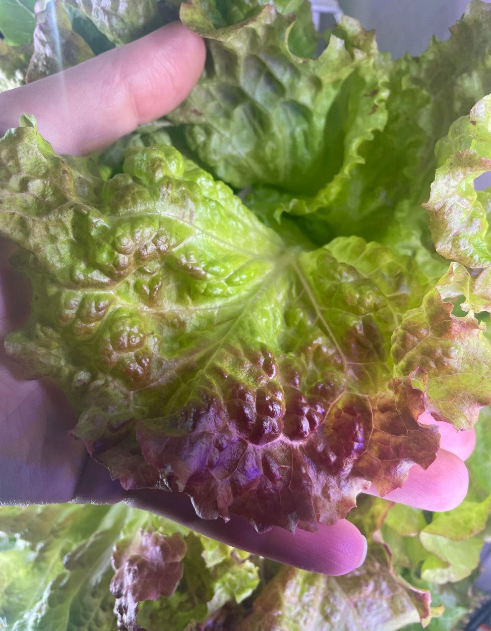 16 Variety Seed Sampler Tested for Hydroponic Gardening. A mix of colorful lettuces, herbs, dwarf tomatoes, and hard to find species!