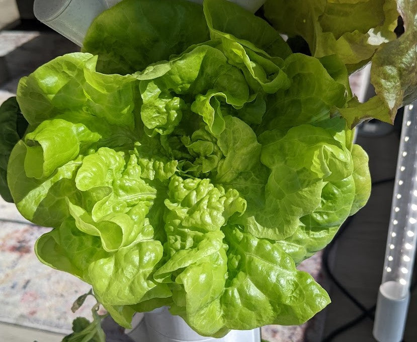 16 Variety Seed Sampler Tested for Hydroponic Gardening. A mix of colorful lettuces, herbs, dwarf tomatoes, and hard to find species!