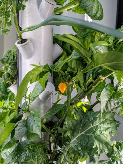 The Hydro Tower® Hydroponic Gardening Tower for 36 Plants with Integrated Lighting and Watering Systems (HD1.5 Model)