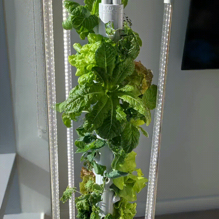 The Hydro Tower® Hydroponic Gardening Tower for 36 Plants with Integrated Lighting and Watering Systems (HD1.5 Model)